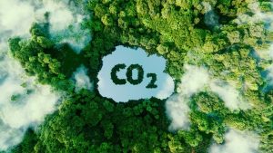 Floresta com um lago no meio escrito CO2. Foto: Adobe Stock