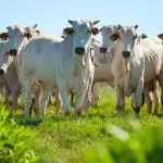 Gado Nelore no pasto de fazenda. Foto: Adobe Stock