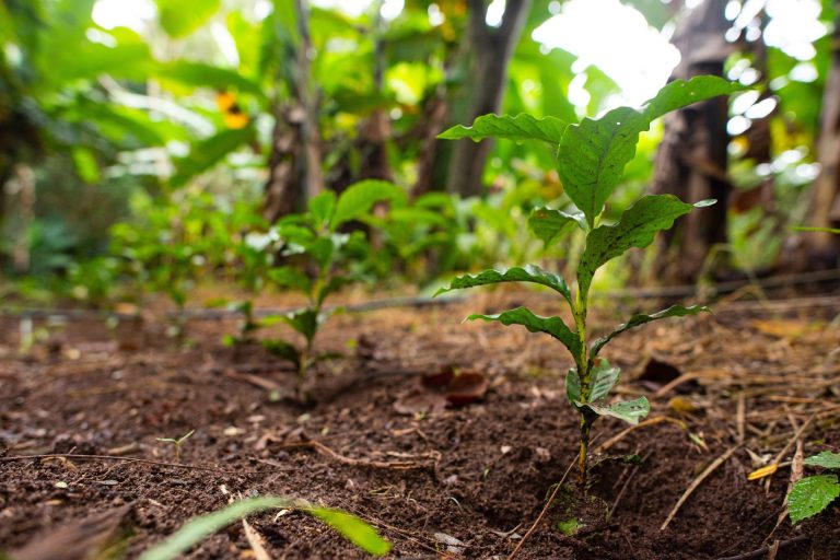 Fotografia de brotos de plantas na terra, simbolizando a bioeconomia