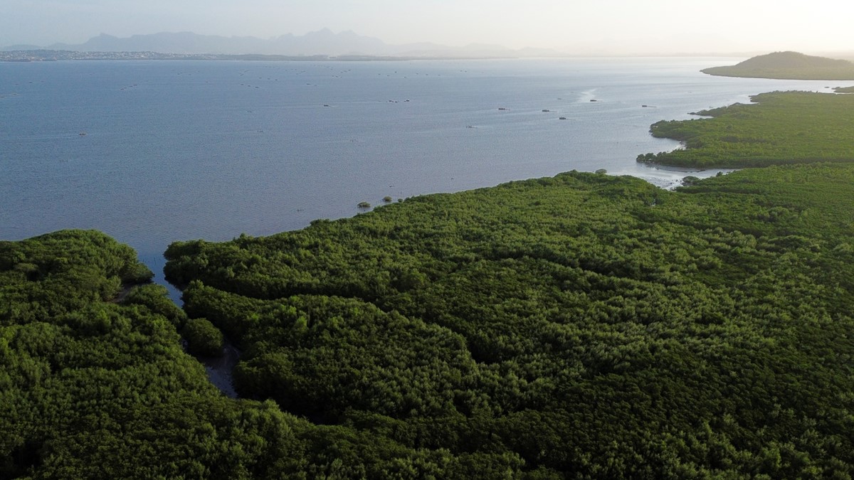 Letra de Crédito Verde (LCV): entenda o projeto que cria novo título isento de IR Daniela Frabasile