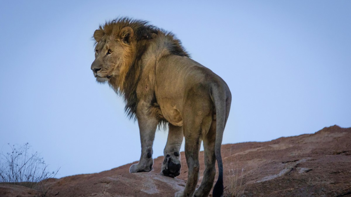 IR 2026: quem é obrigado a declarar? Daniela Frabasile