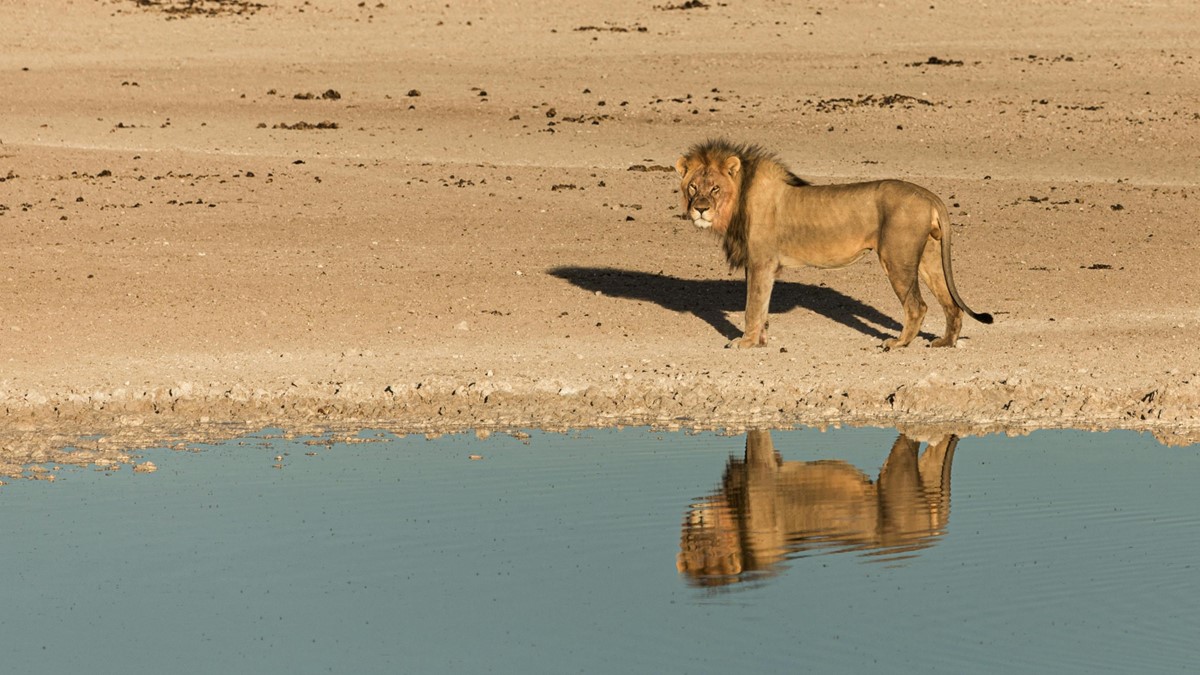 Tributação de dividendos: veja quem será mais afetado e o que muda para quem vive de renda Daniela Frabasile
