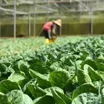 Estufa de plantação; agro. Foto: Pexels