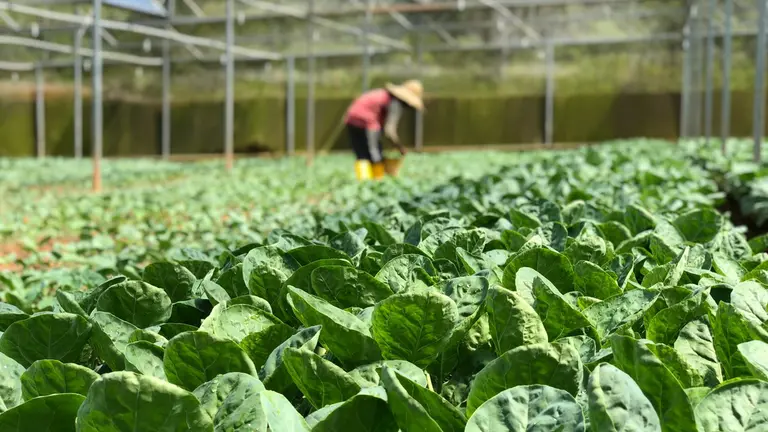 Estufa de plantação; agro. Foto: Pexels