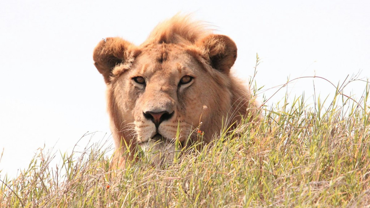 Imposto menor na renda fixa: como escolher o produto mais eficiente para seu objetivo? Daniela Frabasile