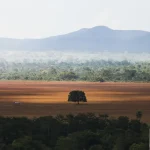 Restauro florestal pode render US$ 100 bi por ano a países tropicais. Foto: Marcelo Camargo/Agência Brasil