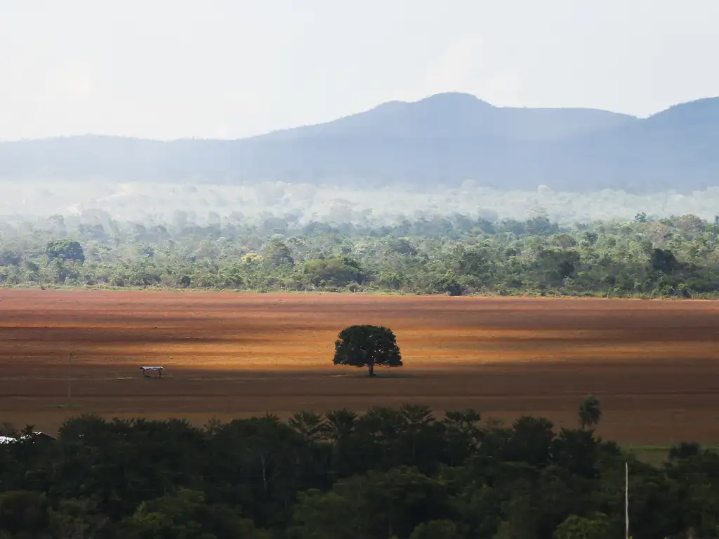 Restauro florestal pode render US$ 100 bi por ano a países tropicais. Foto: Marcelo Camargo/Agência Brasil