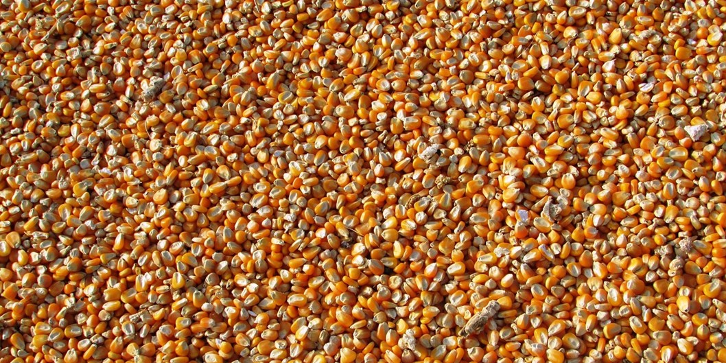 Brasil movimentou quase US$ 3 bi em comércio com Irã em 2025 Daniela Frabasile