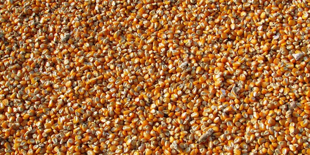 2025, milho e soja responderam por 87,2% das exportações brasileiras ao Irã. Foto: Pixabay