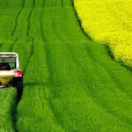 Plantação de agro. Foto: Pixabay