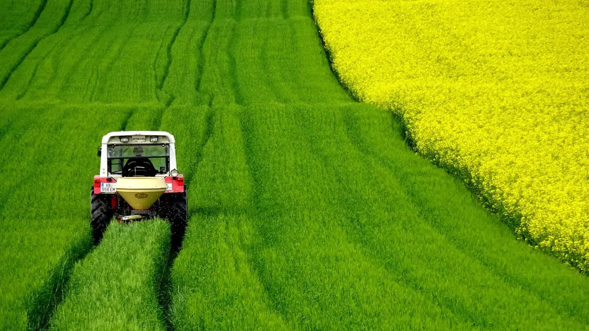 Plantação de agro. Foto: Pixabay
